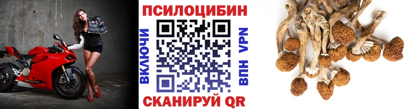 darknet телеграм  Зверево  Псилоцибиновые грибы Cubensis  цены  